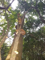 Fungi