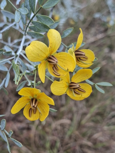 Senna glutinosa pruinosa