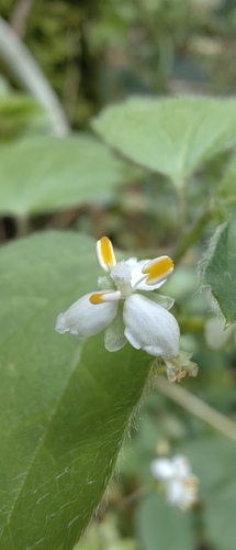 Callisia multiflora, photograph 4