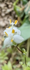 Callisia multiflora, photograph Leonardo O. Alvarado Cárdenas, CC BY, iNaturalist via GBIF