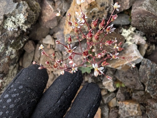 Micranthes reflexa (Micranthes reflexa)