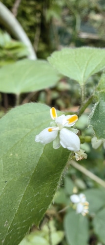 Callisia multiflora, photograph 6