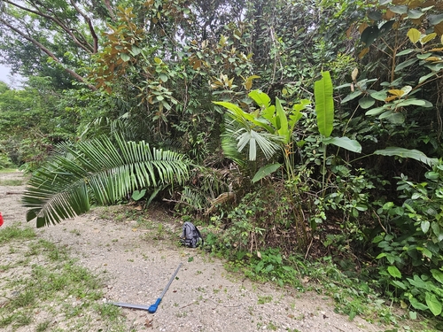 Attalea butyracea