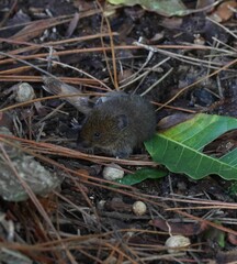 Cerrado Grass Mouse photo 2