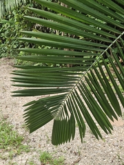 Attalea butyracea, photograph (c) Erick Vélez Sánchez, some rights reserved (CC BY)