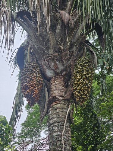 Attalea butyracea, photograph 3