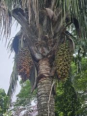 Attalea butyracea, photograph (c) Erick Vélez Sánchez, some rights reserved (CC BY)