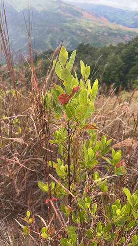 Dodonaea viscosa observed 2026-07-09