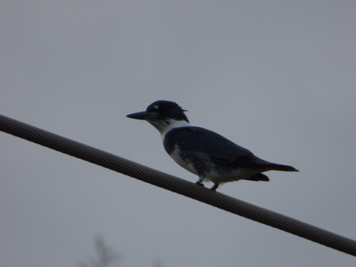 Belted Kingfisher photographed in South Dakota