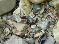 Alectrias alectrolophus