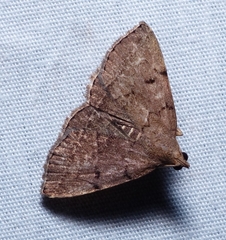 Zanclognatha dentata