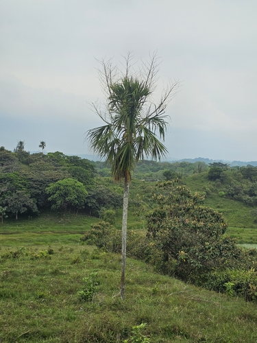 Bay palmetto (Sabal mauritiiformis)