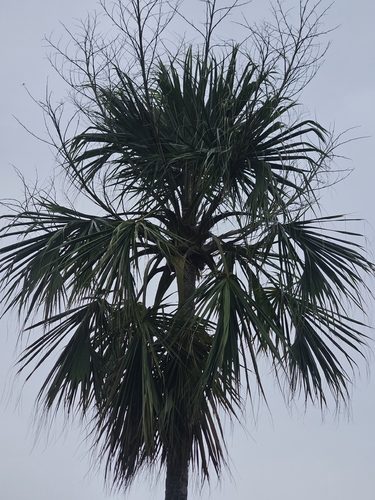 Sabal mauritiiformis, photograph 3