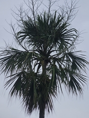 Sabal mauritiiformis, photograph (c) Erick Vélez Sánchez, some rights reserved (CC BY)