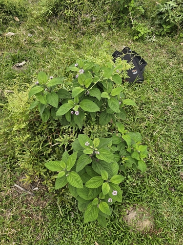 Lantana trifolia