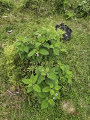 Lantana trifolia, photograph (c) Erick Vélez Sánchez, some rights reserved (CC BY)