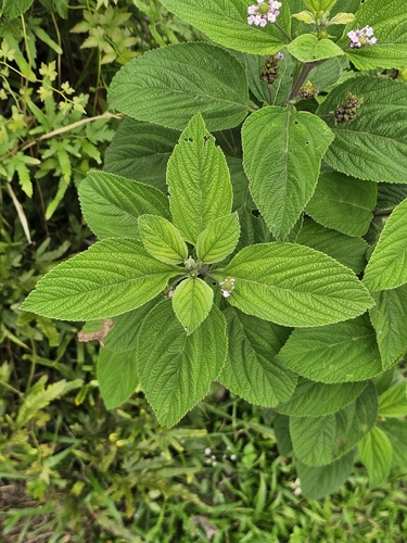 Lantana trifolia, photograph 2