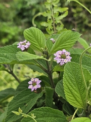 Lantana trifolia, photograph (c) Erick Vélez Sánchez, some rights reserved (CC BY)