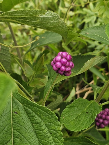 Lantana trifolia, photograph 4