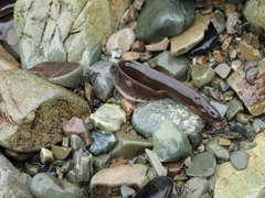 Alectrias alectrolophus