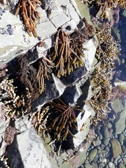 Splachnidium rugosum