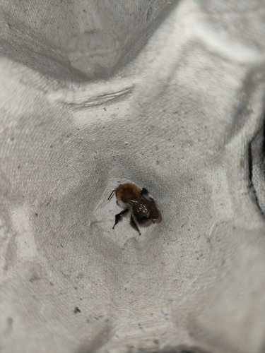 Common Carder Bumble Bee