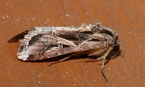 Sweet Potato Armyworm Moth photo 4