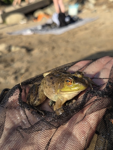 American Bullfrog