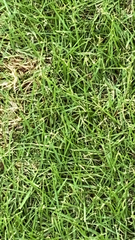 Zoysia