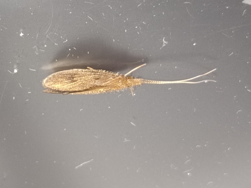 Square Caddisfly