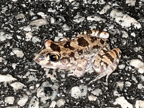 Sibilator Frog