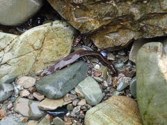 Alectrias alectrolophus