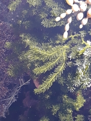 Caulerpa brownii