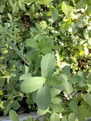 Lonicera villosa, photograph (c) runcator, some rights reserved (CC BY)