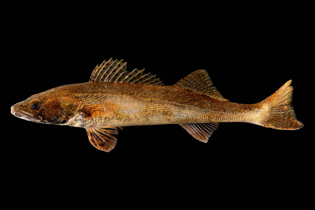 Sauger