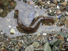 Alectrias alectrolophus