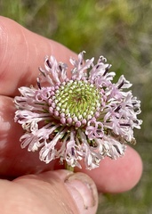 Marshallia graminifolia, photograph (c) James Hardee, some rights reserved (CC BY)