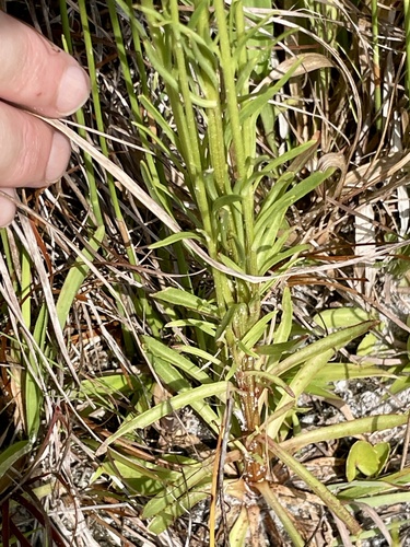 Marshallia graminifolia, photograph 6