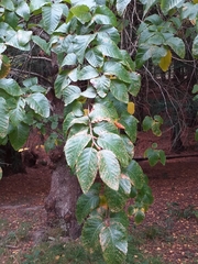 Nothofagus alessandrii