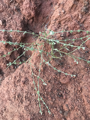 Johnstonella micromeres