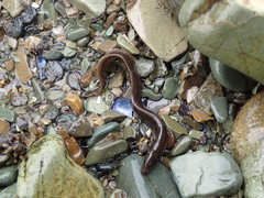 Alectrias alectrolophus