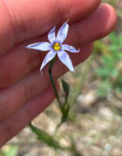 Sisyrinchium angustifolium, photograph 5