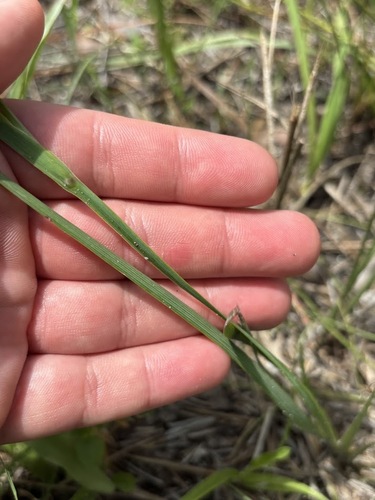 Sisyrinchium angustifolium, photograph 6