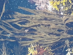 Dictyota kunthii