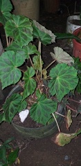 Begonia plebeja