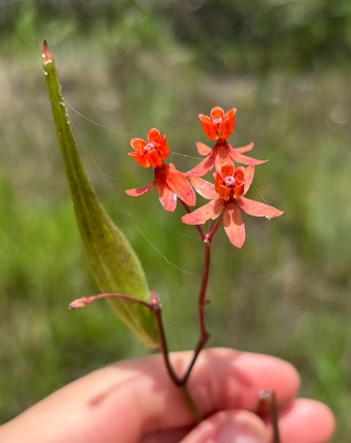 Fewflower milkweed (Asclepias lanceolata)