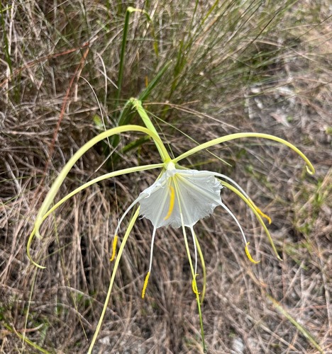Hymenocallis palmeri, photograph 2