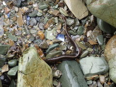 Alectrias alectrolophus