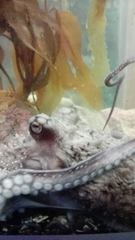 Macroctopus maorum