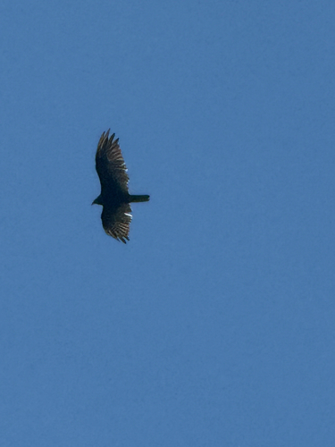 Turkey Vulture